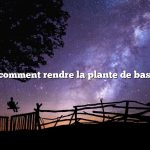Question : comment rendre la plante de basilic touffue